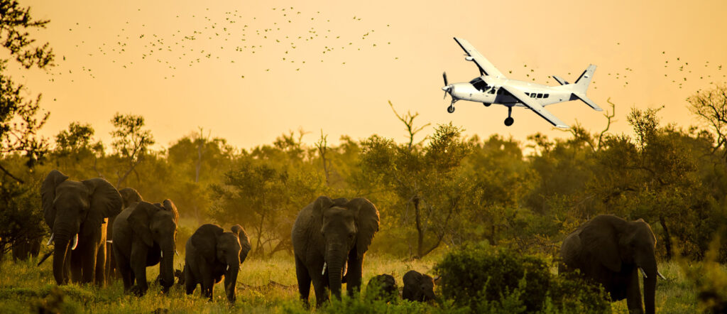IOMAX's Cessna C-208EX Caravan in flight over elephants and trees